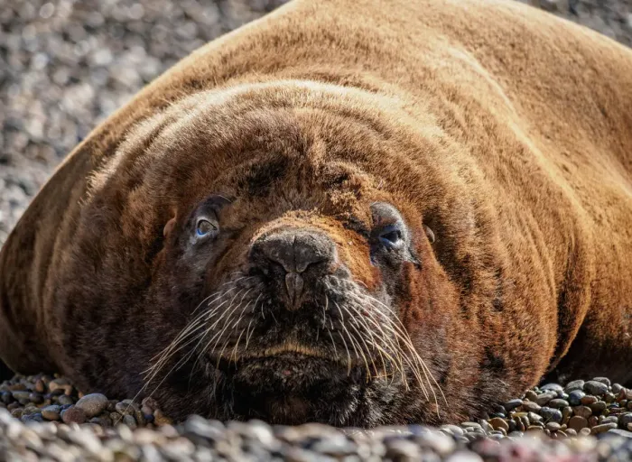 Framed Print : South American Sea Lion (Otaria flavescens), male, Punta Ninfas, Atlantic Coast, Chubut Framed Print : South American Sea Lion (Otaria flavescens), male, Punta Ninfas, Atlantic Coast, Chubut