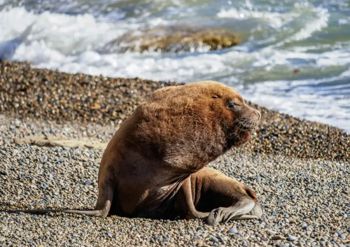Framed Print : South American Sea Lion (Otaria flavescens), male, Punta Ninfas, Atlantic Coast, Chubut Framed Print : South American Sea Lion (Otaria flavescens), male, Punta Ninfas, Atlantic Coast, Chubut