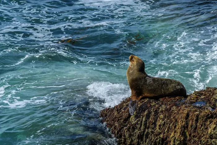 Framed Print : South American sea lion (Otaria flavescens), Cape Bougainville, East Falkland, Falkland Islands