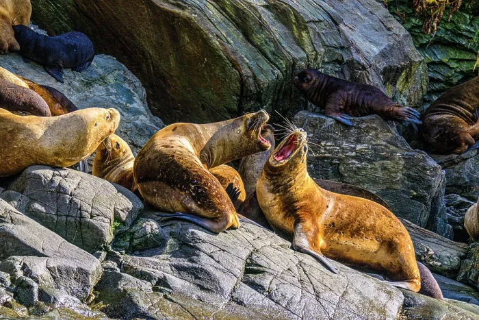 Framed Print : South American sea lion (Otaria flavescens)) Hauled out herd, Garibaldi fjord, Alberto de Agostini National Park, Patagonia, Chile Framed Print : South American sea lion (Otaria flavescens)) Hauled out herd, Garibaldi fjord, Alberto de Agostini National Park, Patagonia, Chile