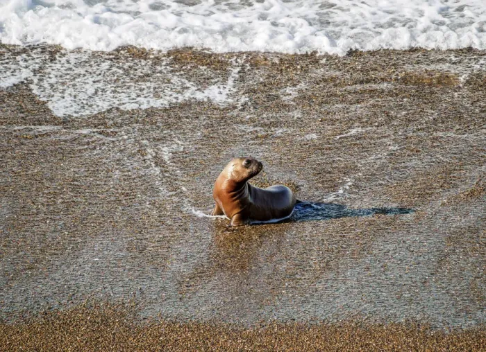 Framed Print : South American Sea Lion Pup (Otaria flavescens), Punta Norte, Valdes Peninsula, UNESCO Framed Print : South American Sea Lion Pup (Otaria flavescens), Punta Norte, Valdes Peninsula, UNESCO