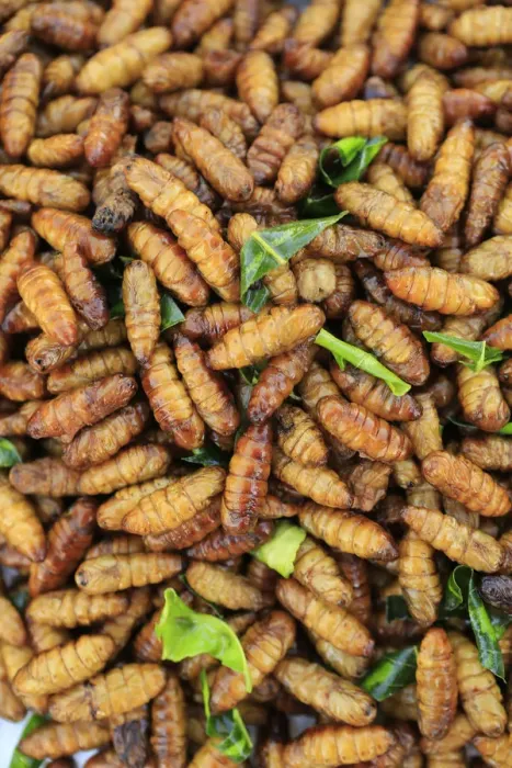 Framed Print : South East Asia, Thailand, food, deep fried silk worm pupae (Bombyx Mori) for sale Framed Print : South East Asia, Thailand, food, deep fried silk worm pupae (Bombyx Mori) for sale