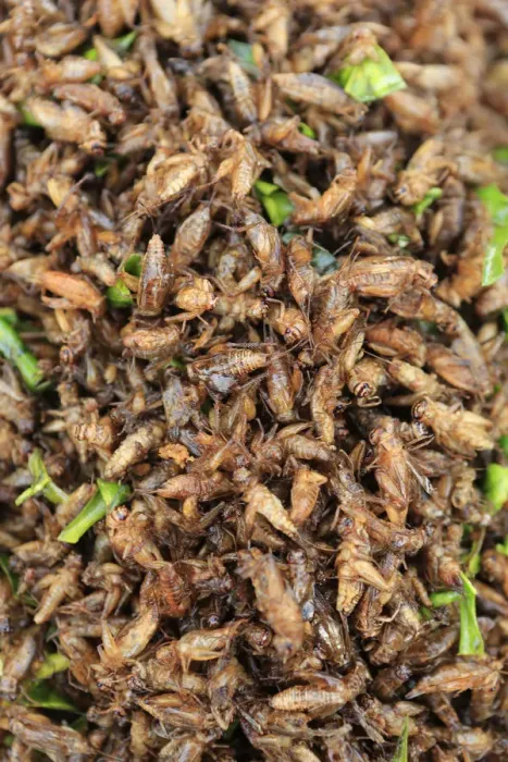 Framed Print : South East Asia, Thailand, food, deep fried ground crickets for sale in a Thai market Framed Print : South East Asia, Thailand, food, deep fried ground crickets for sale in a Thai market