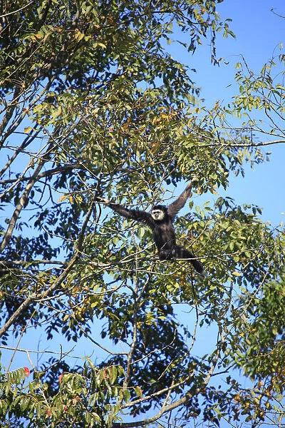 South East Asia, Thailand, Nakhon Ratchasima province, lar gibbon (Hylobates lar)