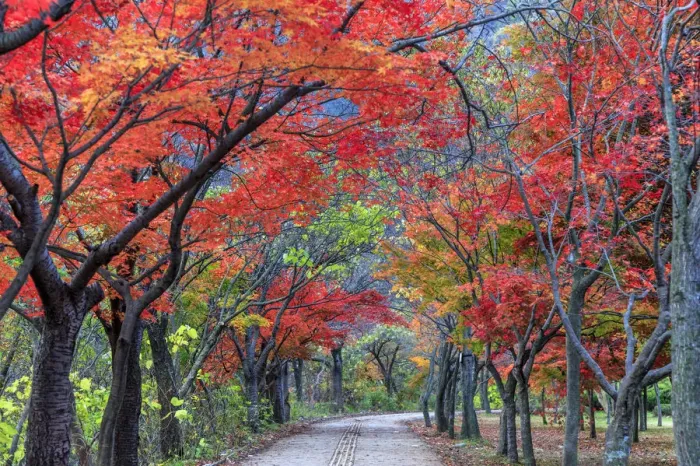 Framed Print : South Korea, Jeolla Do, Naejangsan National Park