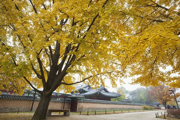 South Korea, Seoul, Gyeongbokgung Palace, Autumn Leaves