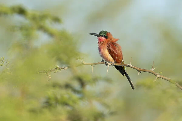 Southern Carmine Bee-eater (Merops nubicoides) perched, Chobe National Park, Botswana
