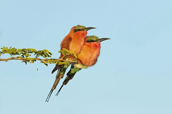 Southern Carmine Bee-eater (Merops nubicoides) pair perched, Chobe National Park