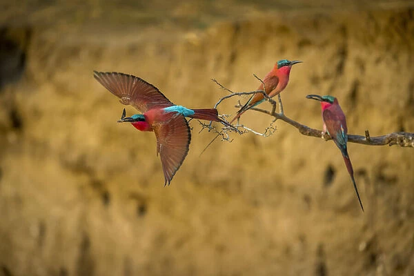 Southern carmine bee-eaters, South Luangwa National Park, Zambia