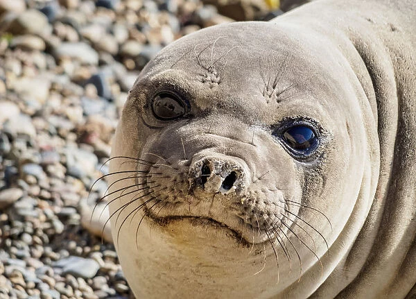 Southern Elephant Seal (Mirounga leonina), female, Punta Ninfas, Atlantic Coast, Chubut