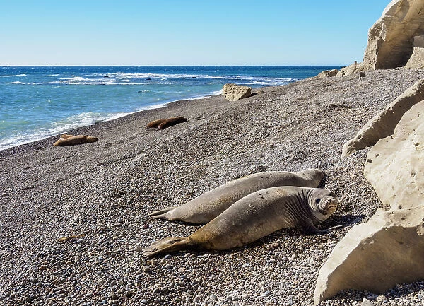 Southern Elephant Seal (Mirounga leonina), two females, Punta Ninfas, Atlantic Coast