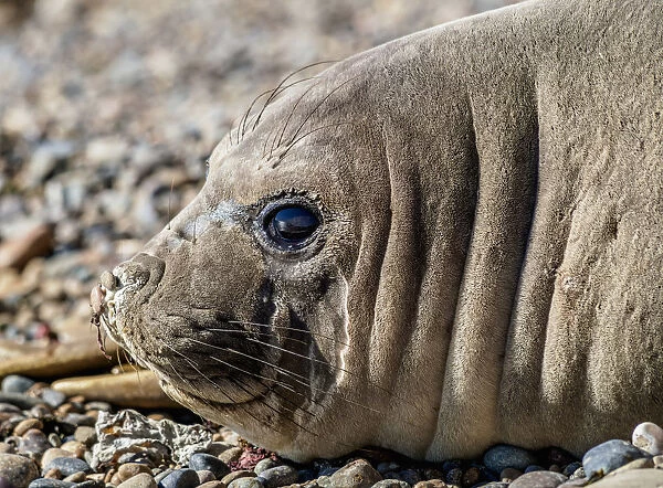 Southern Elephant Seal (Mirounga leonina), female, Punta Ninfas, Atlantic Coast, Chubut