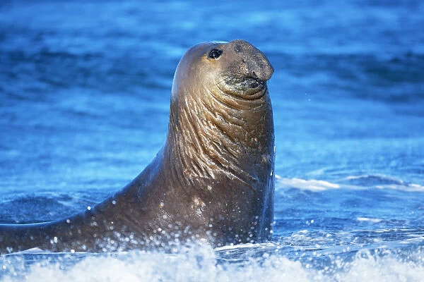 A Southern elephant seal (Mirounga leonina) male swimming, Sea Lion Island, Falkland