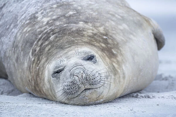 Southern elephant seal (Mirounga leonina), Sea Lion Island, Falkland Islands