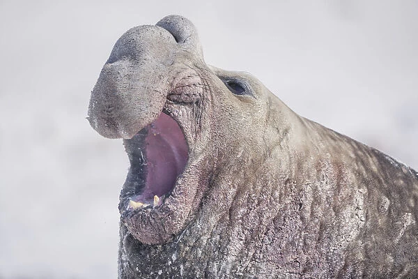 Southern elephant seal (Mirounga leonina) roaring, Sea Lion Island, Falkland Islands