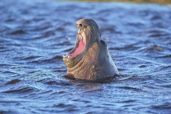 Southern elephant seal (Mirounga leonina) male roaring, Sea Lion Island, Falkland Islands