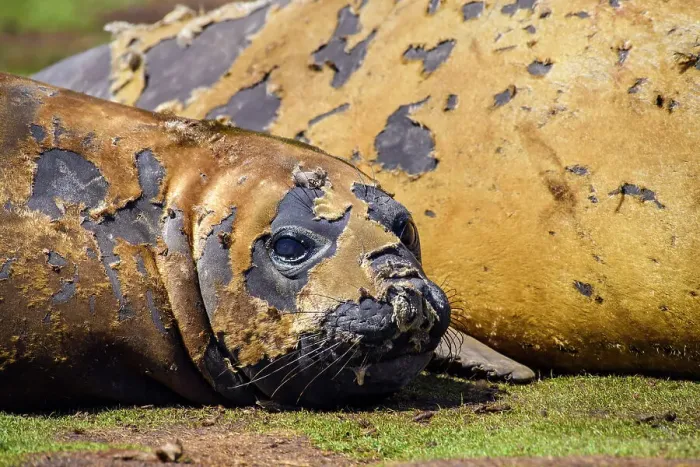 Framed Print : Southern elephant seal (Mirounga leonina), Carcass Island, West Falkland, Falkland Islands Framed Print : Southern elephant seal (Mirounga leonina), Carcass Island, West Falkland, Falkland Islands