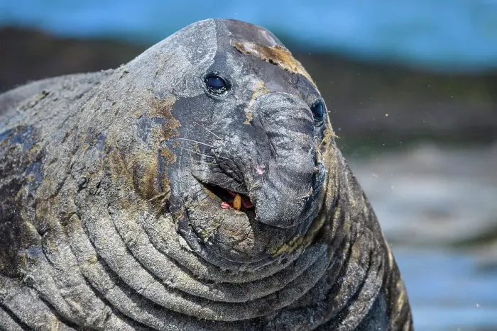 Framed Print : Southern elephant seal (Mirounga leonina), Sea Lion Island, East Falkland, Falkland Islands Framed Print : Southern elephant seal (Mirounga leonina), Sea Lion Island, East Falkland, Falkland Islands
