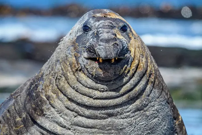 Framed Print : Southern elephant seal (Mirounga leonina), Sea Lion Island, East Falkland, Falkland Islands Framed Print : Southern elephant seal (Mirounga leonina), Sea Lion Island, East Falkland, Falkland Islands