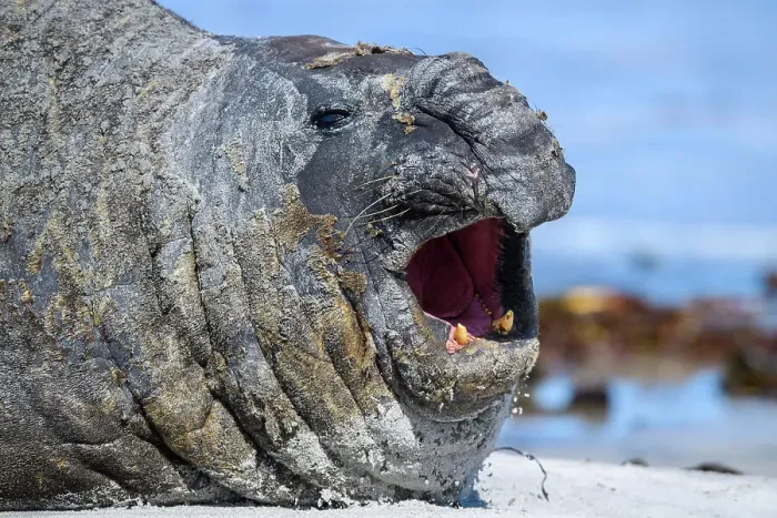Framed Print : Southern elephant seal (Mirounga leonina), Sea Lion Island, East Falkland, Falkland Islands Framed Print : Southern elephant seal (Mirounga leonina), Sea Lion Island, East Falkland, Falkland Islands