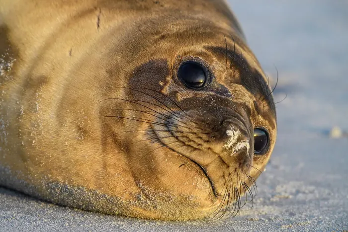 Framed Print : Southern elephant seal (Mirounga leonina), Sea Lion Island, East Falkland, Falkland Islands Framed Print : Southern elephant seal (Mirounga leonina), Sea Lion Island, East Falkland, Falkland Islands