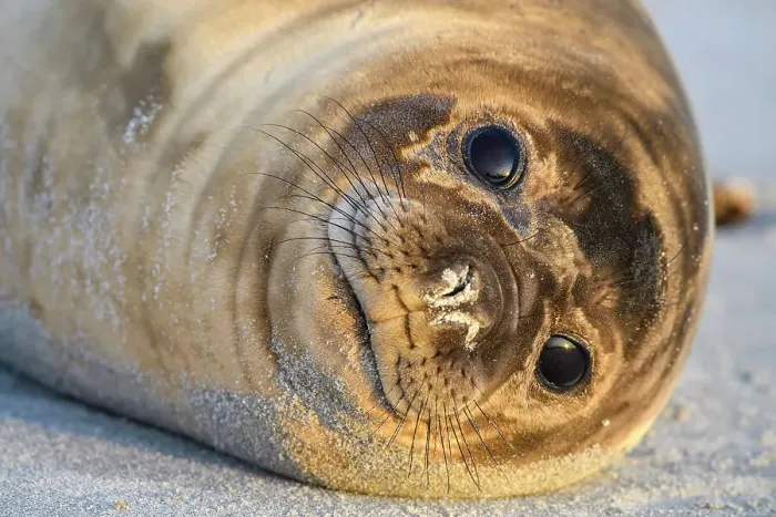 Framed Print : Southern elephant seal (Mirounga leonina), Sea Lion Island, East Falkland, Falkland Islands