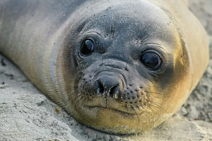 Framed Print : Southern elephant seal (Mirounga leonina), Sea Lion Island, West Falkland, Falkland Islands Framed Print : Southern elephant seal (Mirounga leonina), Sea Lion Island, West Falkland, Falkland Islands