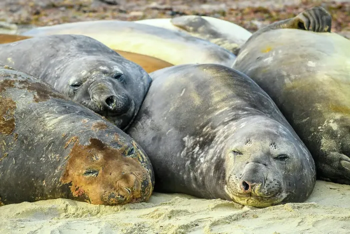 Framed Print : Southern elephant seal (Mirounga leonina), Sea Lion Island, West Falkland, Falkland Islands Framed Print : Southern elephant seal (Mirounga leonina), Sea Lion Island, West Falkland, Falkland Islands