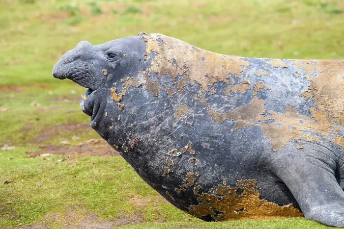 Framed Print : Southern elephant seal (Mirounga leonina), Carcass Island, West Falkland, Falkland Islands