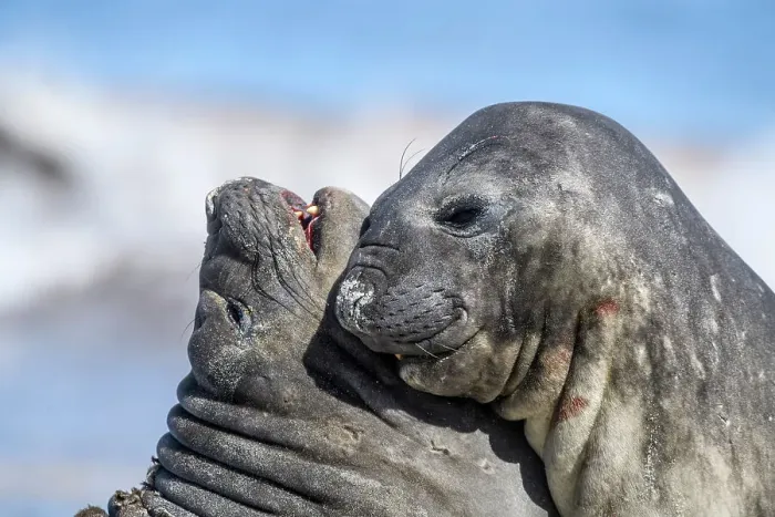 Framed Print : Southern elephant seal (Mirounga leonina), Sea Lion Island, East Falkland, Falkland Islands