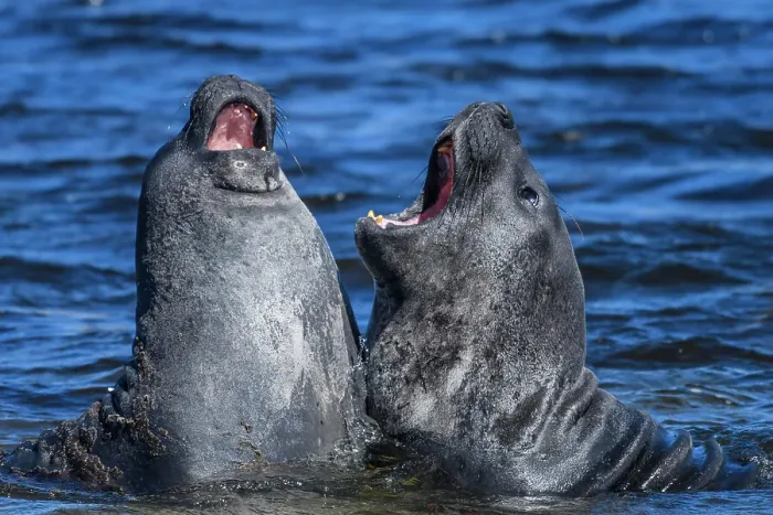 Framed Print : Southern elephant seal (Mirounga leonina), Carcass Island, West Falkland, Falkland Islands