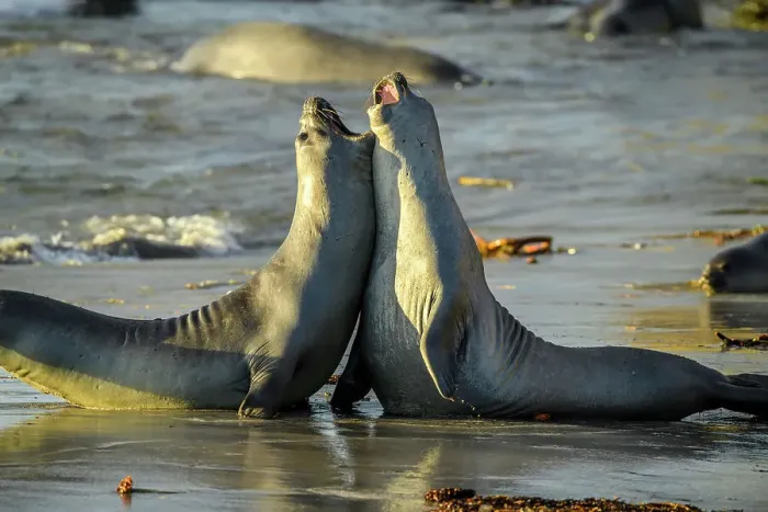 Framed Print : Southern elephant seal (Mirounga leonina), East Falkland, West Falkland, Falkland Islands