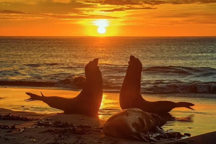Framed Print : Southern elephant seal (Mirounga leonina) Jousting pair at dawn, Sea Lion Island, West Falkland, Falkland Islands