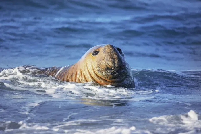Framed Print : Southern elephant seal (Mirounga leonina) male swimming, Sea Lion Island Framed Print : Southern elephant seal (Mirounga leonina) male swimming, Sea Lion Island