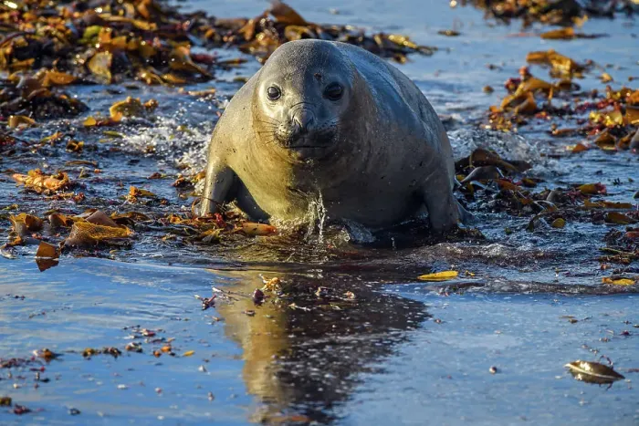 Framed Print : Southern elephant seal (Mirounga leonina) Young individual at the shore, Sea Lion Island, East Falkland, Falkland Islands Framed Print : Southern elephant seal (Mirounga leonina) Young individual at the shore, Sea Lion Island, East Falkland, Falkland Islands