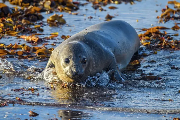 Framed Print : Southern elephant seal (Mirounga leonina) Young individual at the shore, Sea Lion Island, East Falkland, Falkland Islands Framed Print : Southern elephant seal (Mirounga leonina) Young individual at the shore, Sea Lion Island, East Falkland, Falkland Islands