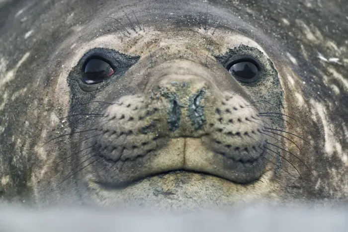 Framed Print : Southern elephant seal - South Georgia, Cooper Bay