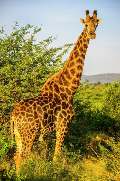 Framed Print : Southern giraffe (Giraffa giraffa), Zimanga Private Game Reserve, Mkuze, KwaZulu Natal, South Africa Framed Print : Southern giraffe (Giraffa giraffa), Zimanga Private Game Reserve, Mkuze, KwaZulu Natal, South Africa