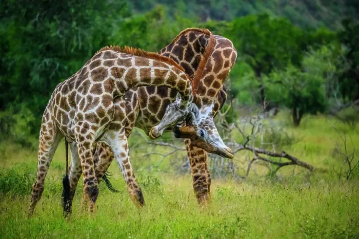 Framed Print : Southern giraffe (Giraffa giraffa). Two males fighting, Zimanga Private Game Reserve, Mkuze, KwaZulu Natal, South Africa Framed Print : Southern giraffe (Giraffa giraffa). Two males fighting, Zimanga Private Game Reserve, Mkuze, KwaZulu Natal, South Africa