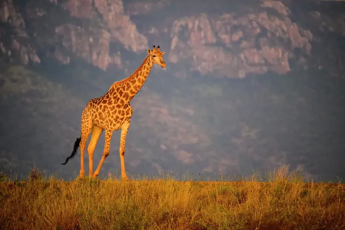 Framed Print : Southern giraffe (Giraffa giraffa), Zimanga Private Game Reserve, Mkuze, KwaZulu Natal, South Africa