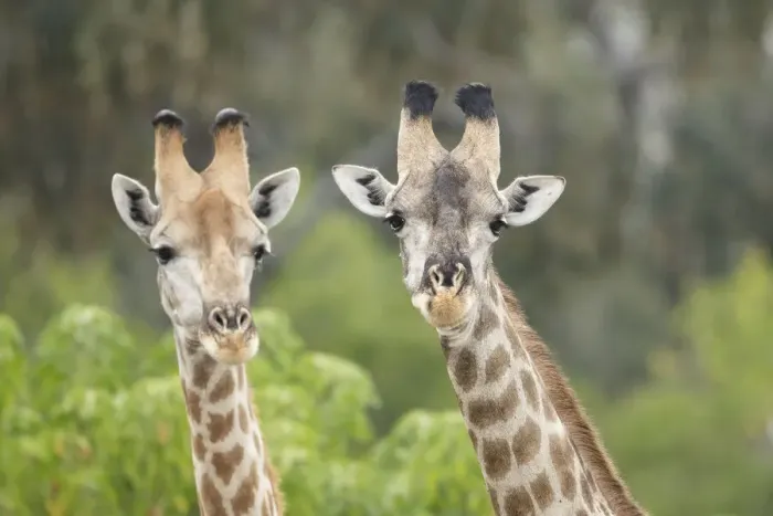 Framed Print : Southern giraffes (Giraffa giraffa), Savuti, Chobe National Park, Botswana, Africa Framed Print : Southern giraffes (Giraffa giraffa), Savuti, Chobe National Park, Botswana, Africa