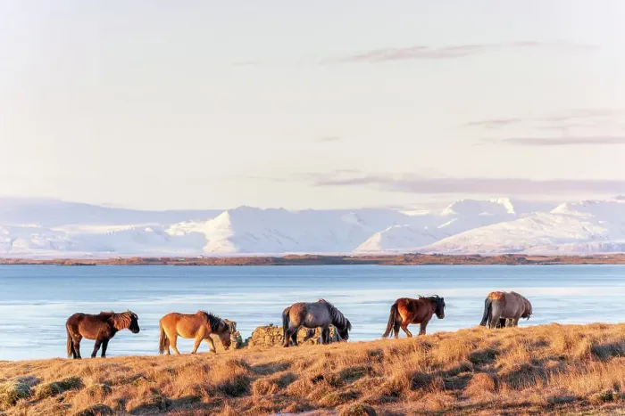 Framed Print : Southern Iceland: wild horses grazing near the city of Hofn Framed Print : Southern Iceland: wild horses grazing near the city of Hofn