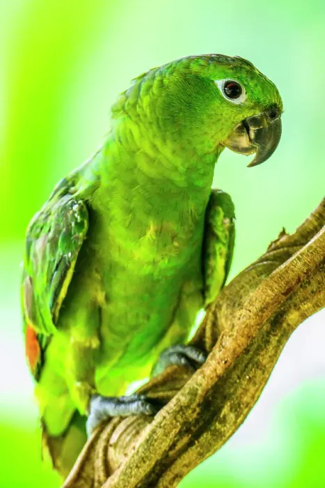 Framed Print : Southern mealy amazon, southern mealy parrot (Amazona farinosa), Rio San Carlos, Alajuela, Costa Rica Framed Print : Southern mealy amazon, southern mealy parrot (Amazona farinosa), Rio San Carlos, Alajuela, Costa Rica