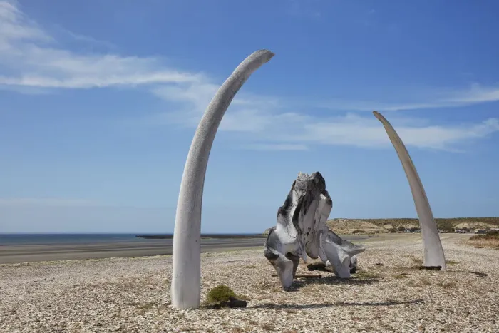 Framed Print : Southern Right Whale bones at Playa Larralde beach, Peninsula Valdes, Chubut, Patagonia, Argentina Framed Print : Southern Right Whale bones at Playa Larralde beach, Peninsula Valdes, Chubut, Patagonia, Argentina