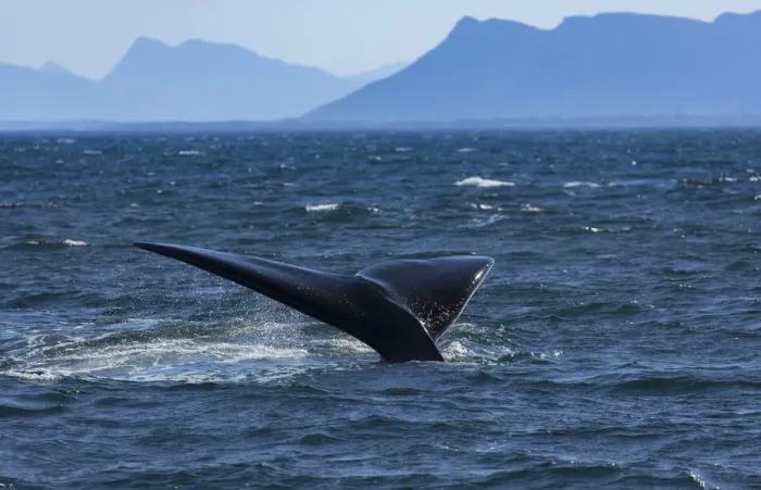 Framed Print : Southern right whale, Hermanus, Western Cape, South Africa Framed Print : Southern right whale, Hermanus, Western Cape, South Africa
