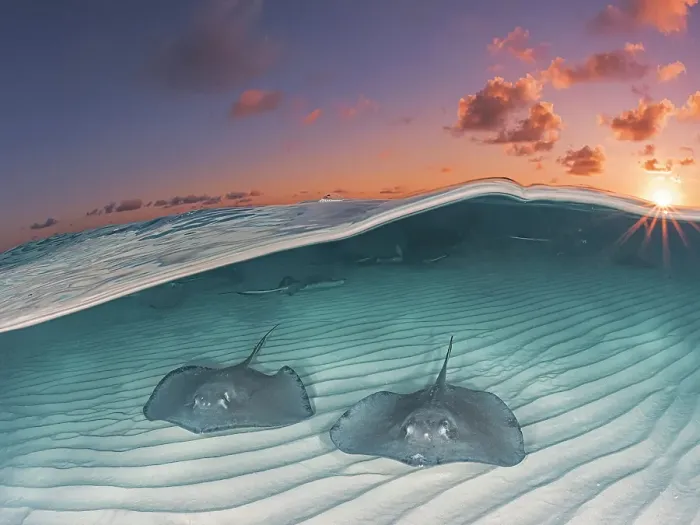 Framed Print : Southern Stingray (Dasyatis americana) over-under split image at the Stingray City sandbar in North Sound on Grand Cayman, Cayman Islands, British West Indies Framed Print : Southern Stingray (Dasyatis americana) over-under split image at the Stingray City sandbar in North Sound on Grand Cayman, Cayman Islands, British West Indies