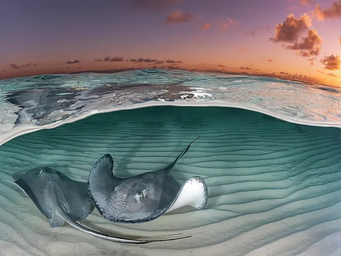 Framed Print : Southern Stingray (Dasyatis americana) over-under split image at the Stingray City sandbar in North Sound on Grand Cayman, Cayman Islands, British West Indies Framed Print : Southern Stingray (Dasyatis americana) over-under split image at the Stingray City sandbar in North Sound on Grand Cayman, Cayman Islands, British West Indies