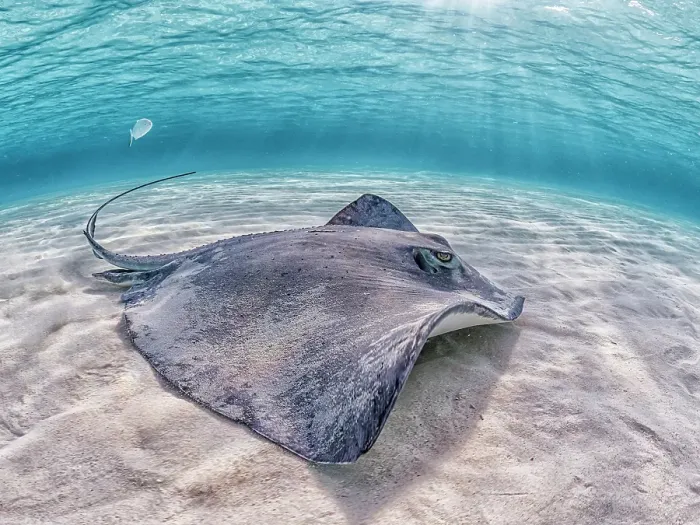 Framed Print : Southern Stingray (Dasyatis americana) at the sandbar in North Sound on Grand Cayman, Cayman Islands, British West Indies Framed Print : Southern Stingray (Dasyatis americana) at the sandbar in North Sound on Grand Cayman, Cayman Islands, British West Indies