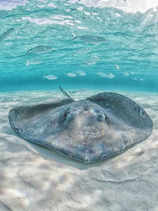 Framed Print : Southern Stingray (Dasyatis americana) at the sandbar in North Sound on Grand Cayman, Cayman Islands, British West Indies Framed Print : Southern Stingray (Dasyatis americana) at the sandbar in North Sound on Grand Cayman, Cayman Islands, British West Indies