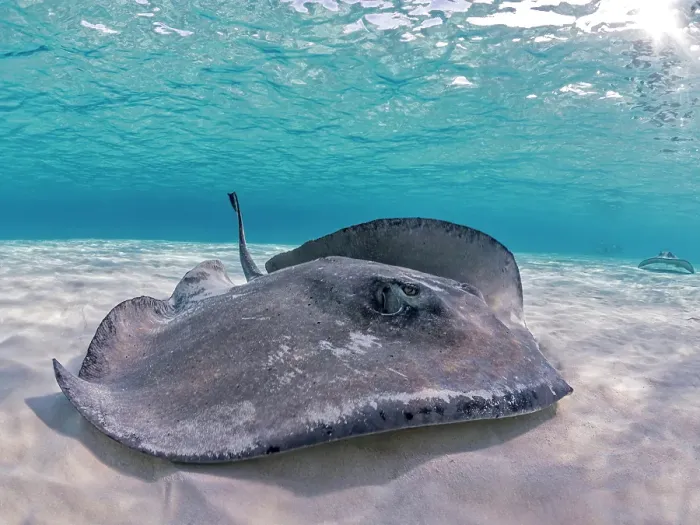 Framed Print : Southern Stingray (Dasyatis americana) at the sandbar in North Sound on Grand Cayman, Cayman Islands, British West Indies Framed Print : Southern Stingray (Dasyatis americana) at the sandbar in North Sound on Grand Cayman, Cayman Islands, British West Indies